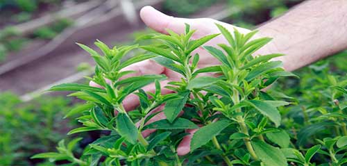 Stevia Leaf